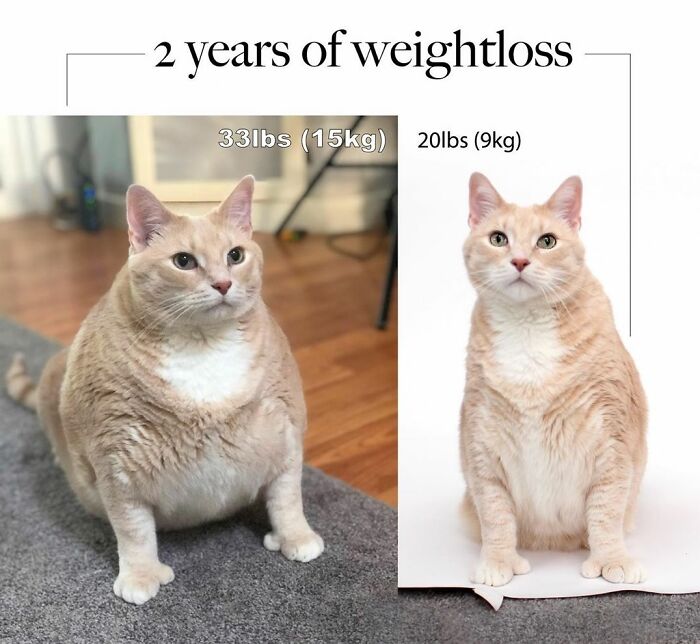 One Of My Favorite Dechonks - Meet Bronson!