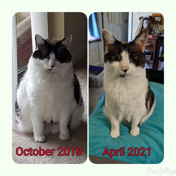 Tanooki Is Basically A Kitten Again!