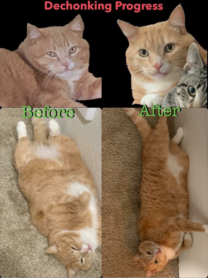 Meet Gnocchi, About 6 Weeks Into The Dechonk, He Started Off At 20lbs. He’s Now On A Wet Food Diet