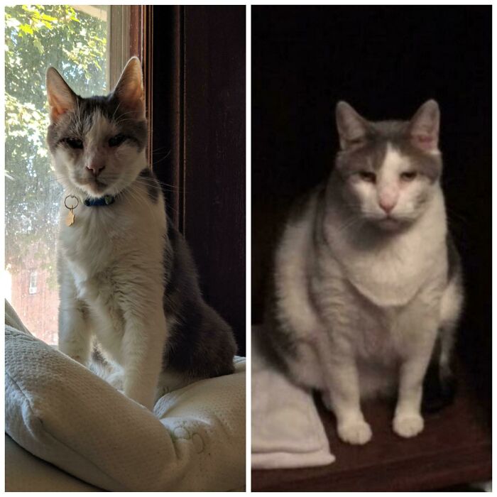 Dechonk Champion At 10yrs Old (20.2lbs > 12.2lbs)