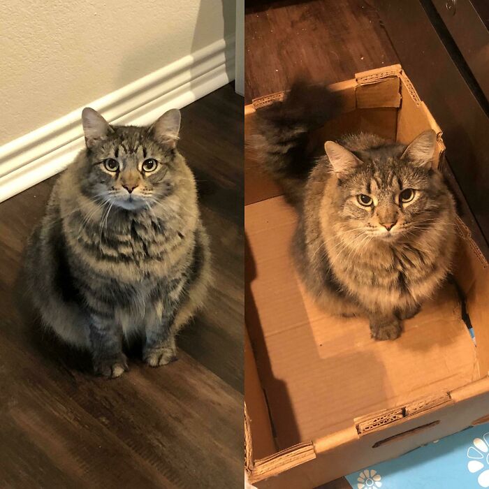 We Just Hit Our End Of The Year Goal! My Lil Meatball Lost 20% Of Her Body Weight This Year. We Have Maybe One More Pound To Go