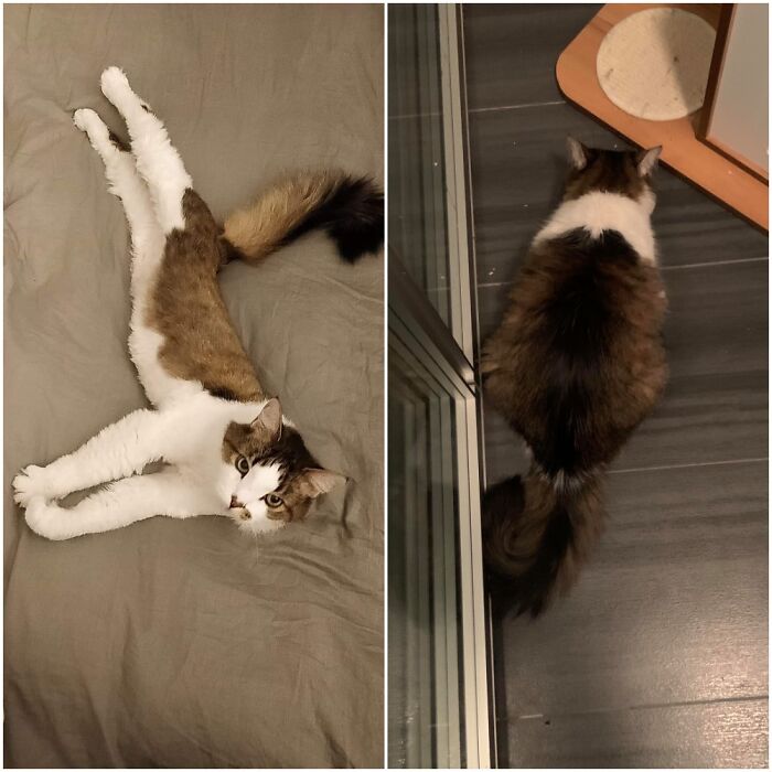 ¡Mi gordito inverso! Dejó de comer durante el verano pasado y perdió mucho peso. Resulta que muchos de sus dientes estaban mal y le dolían demasiado como para comer. En diciembre, lo operaron y ¡ha aumentado de peso desde entonces! El veterinario quiere que esté un poco gordito, ya que es mayor y propenso a la delgadez