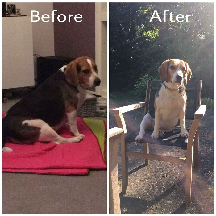 My Good Boy Dechonked