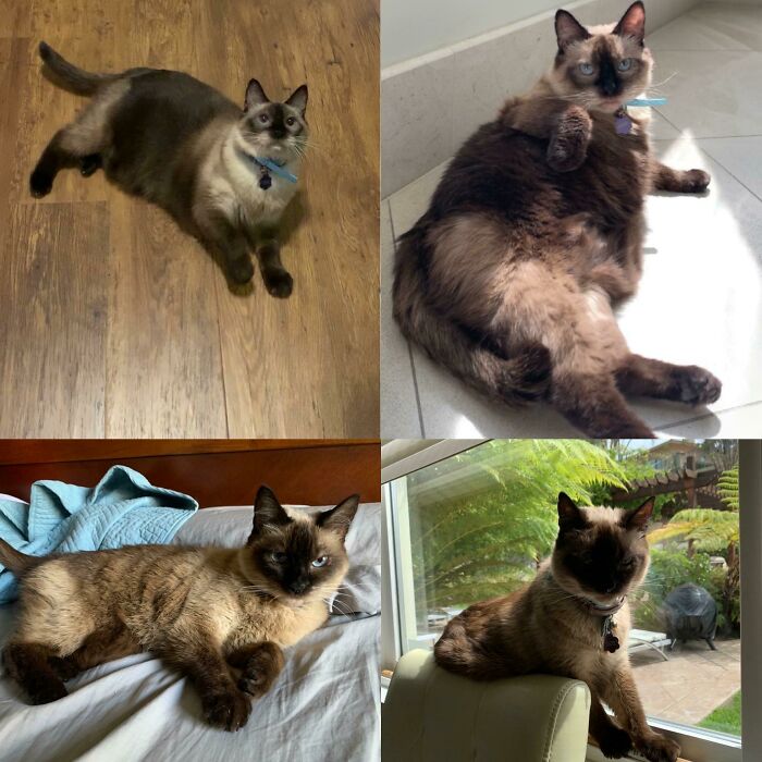 1 Year Of Dechonking! She Has More Energy Than Ever Before And Has Tons Of Zooming Moments!