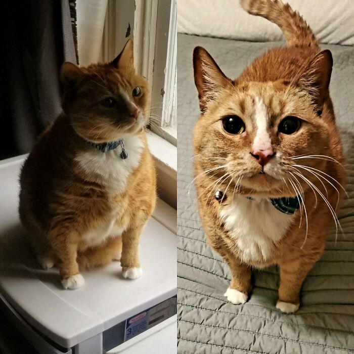 Since It Is National Pet Obesity Awareness Day, Here Is A Picture Of Katie's Weightloss Progress. A Year Ago She Was 23 Pounds And As Off Today She Is Holding Steady At 15 Pounds!