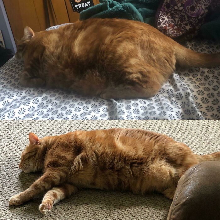 Cooper One Year Apart, On His Way To Becoming A Fine Boi