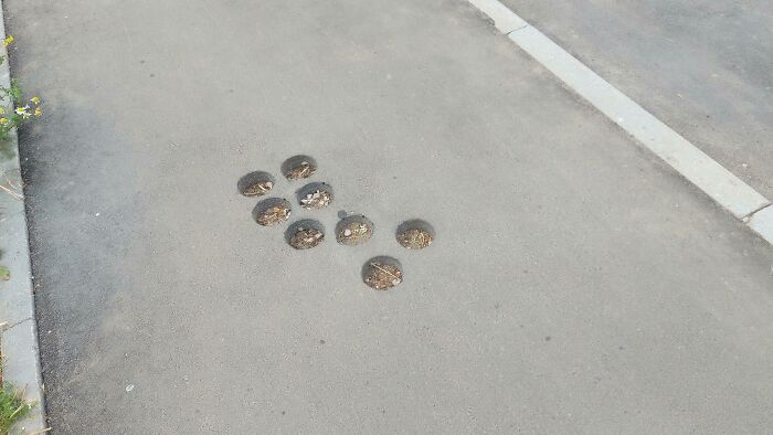 Random Circular Holes In Concrete Sidewalk. They Appear All Over Town And Have Been There Ever Since The Concrete Was Laid