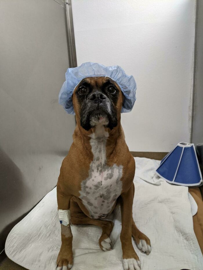 The Vet Is Very Familiar With My Boxer. They Know He's Good Natured, So They Decided To Put A Cap On Him. They Sent Me This Picture