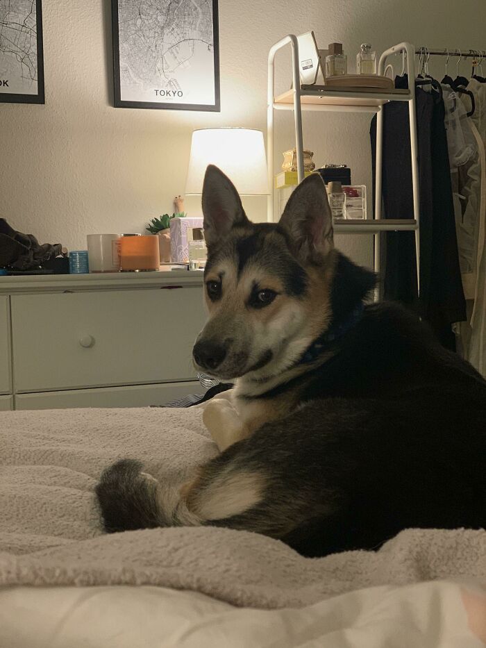 This Is Hank. He A Stray I’m Caring For. He Slept Where My Husky Used To Sleep And Gave Me The Same Look My Husky Had, And I Think He’s Gonna Be Mine Now.