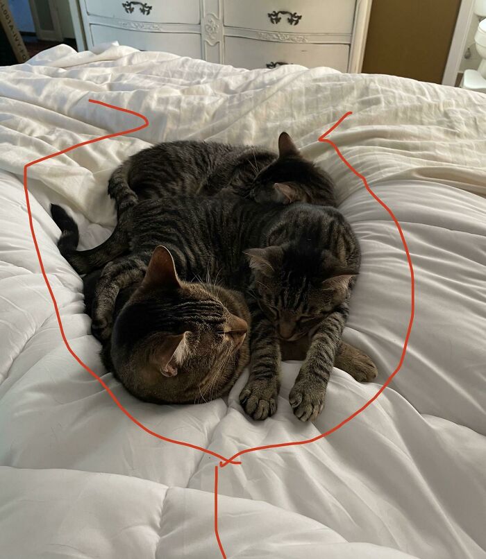 Sick In Bed Today. My Cuddle Nurses. Drew My Leg Positions For Reference. Why Not