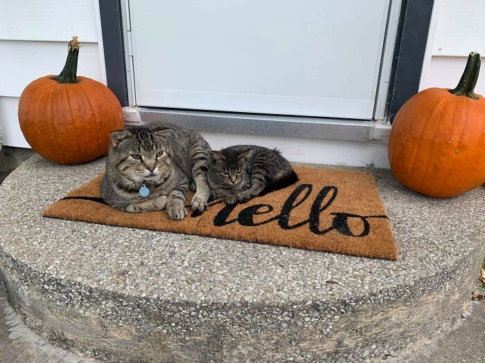 Esta gatita callejera se metió en mi patio hace unas semanas y ha decidido que vive aquí. Tom, mi gato gruñón la ha adoptado como si fuera su hija 