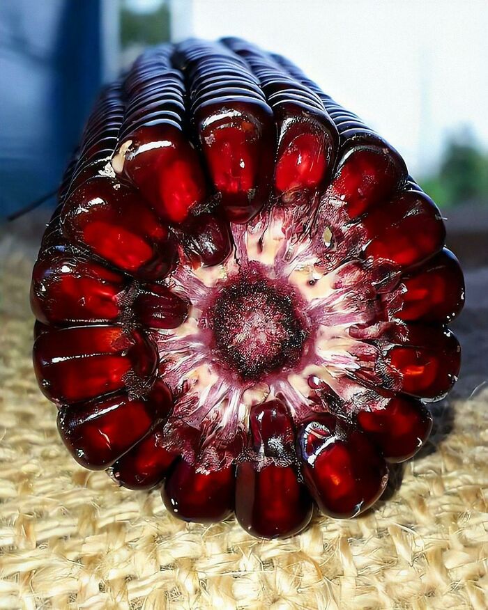 Red Corn From Georgia