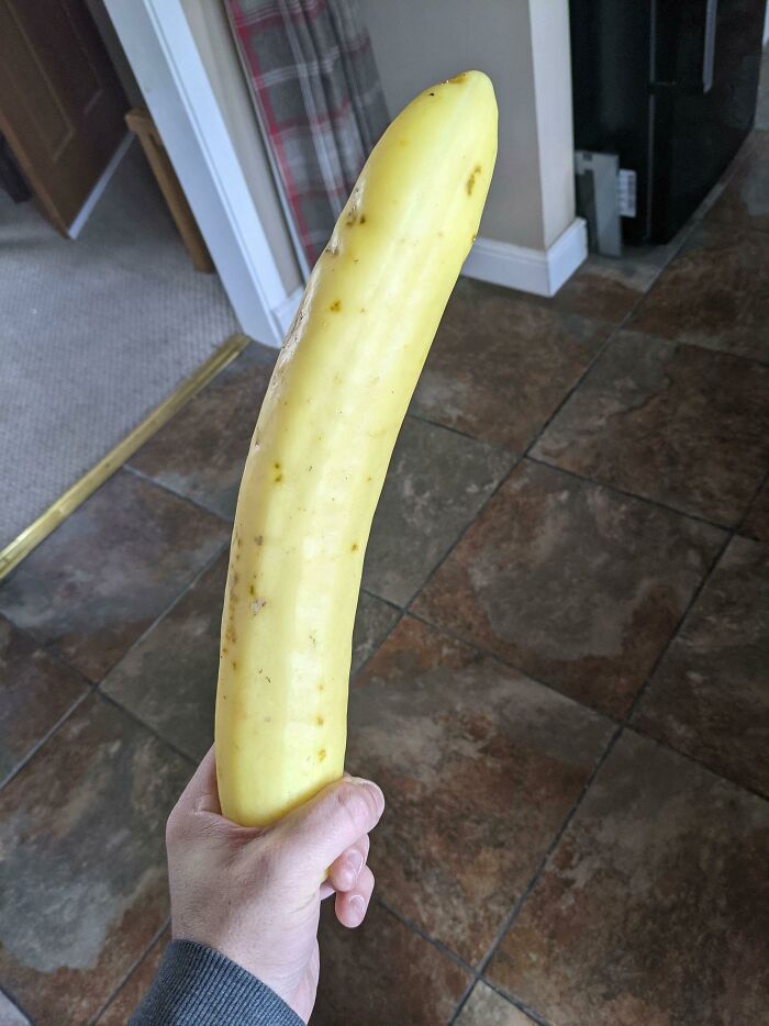 My Mom Grew A Giant Yellow Cucumber