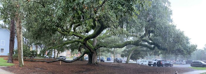 I Was Taking A Panorama Picture Of A Tree In Georgia And It Started Raining Halfway Through