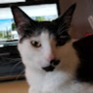 dinaanastasakos avatar