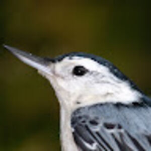 amandaterrill avatar