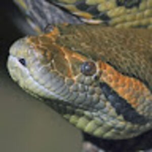 nunofyourbizznazz avatar