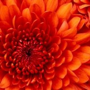 chantellelace83 avatar