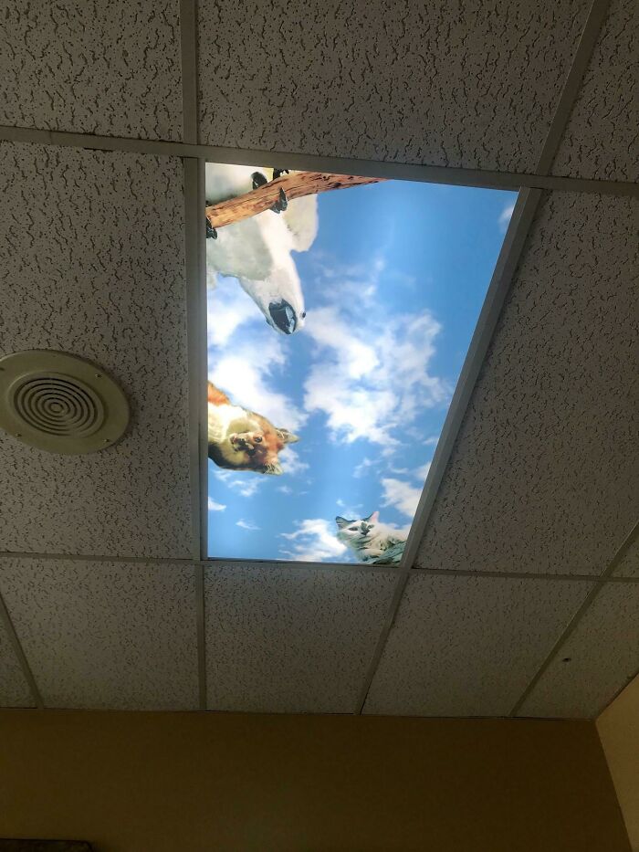 Light At The Vet's Office