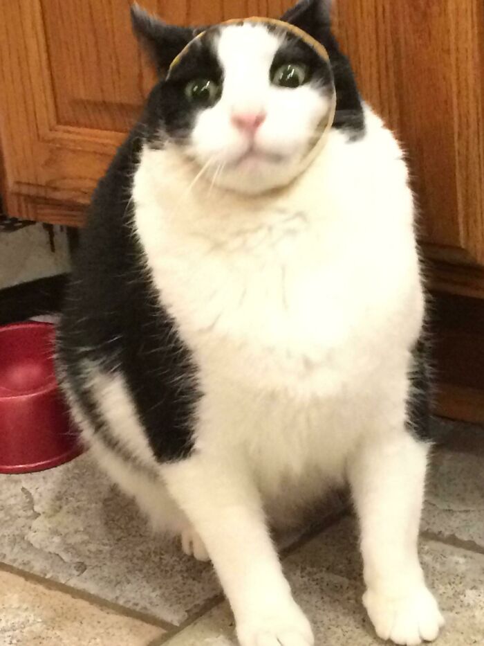 Larry Got His Head Stuck In The Tape Again