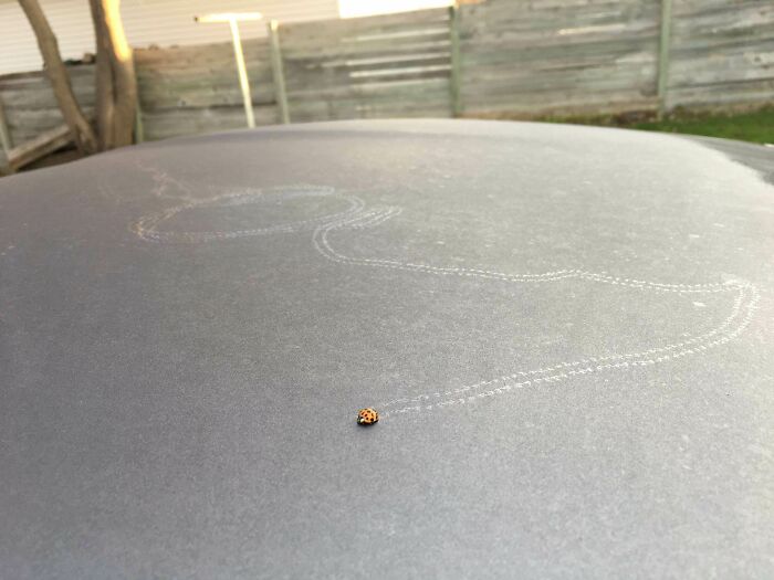 Close-up of a ladybug crawling on a dusty surface with visible trail patterns, showcasing bugs' spectacular movements.