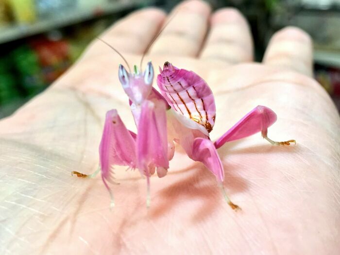 Pink orchid mantis bug with intricate wing patterns resting on a human palm showing spectacular bug details.