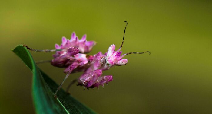 Orchid Mantis