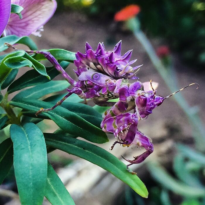 Close-up of a purple praying mantis blending with flowers, showcasing the spectacular details of bugs in nature.