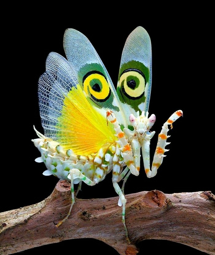 Colorful bug with intricate patterned wings resembling eyes, perched on a branch, showcasing spectacular insect details.