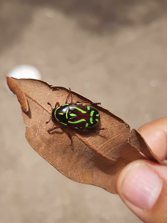 A Fiddler Beetle, Native To Australia