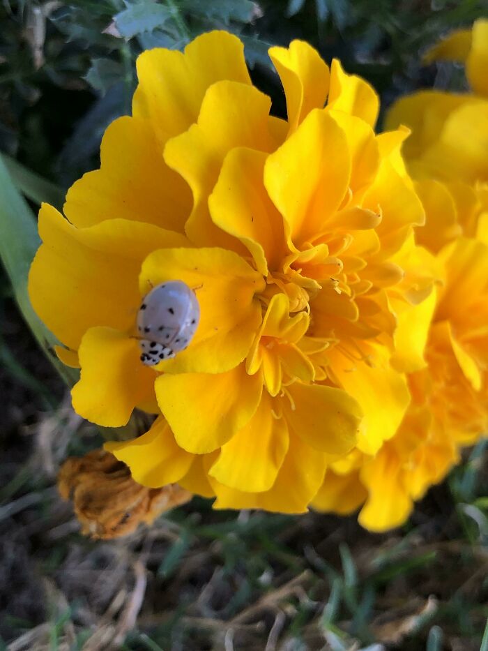 White Lady Bug On My Flower