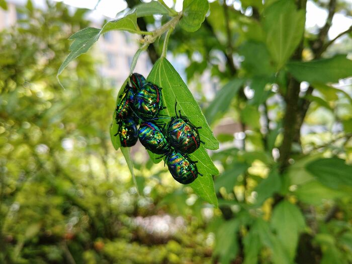 Big Clown Stink Bugs