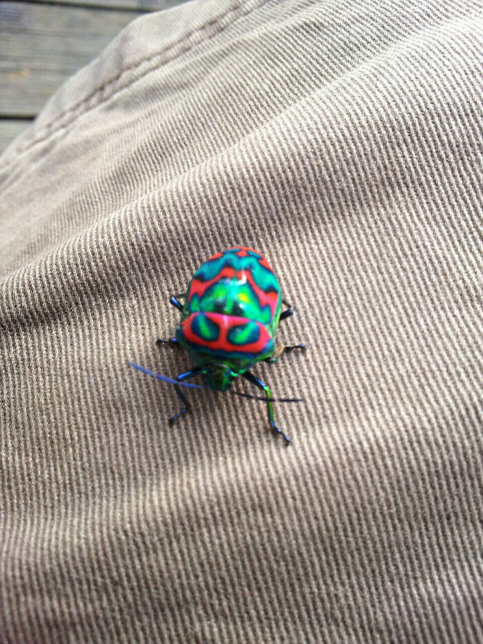 Colorful bug with vibrant green and red patterns resting on textured fabric, showcasing the beauty of bugs up close.