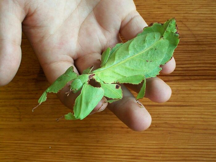 A close-up of a leaf insect camouflaged on a hand, showcasing the spectacular nature of bugs and their unique forms.
