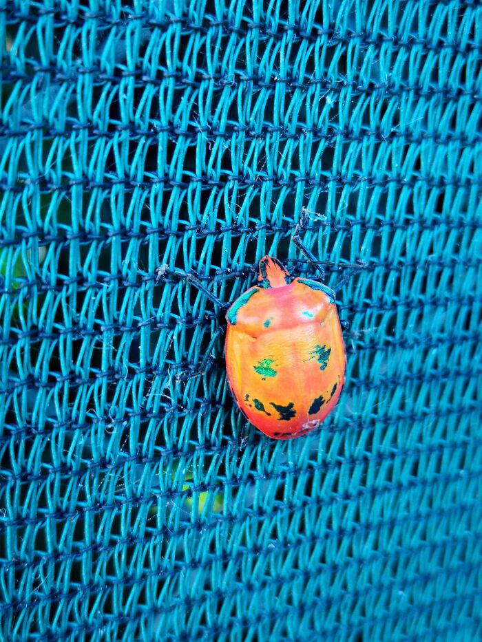 This Bug Looks Like A Carved Pumpkin
