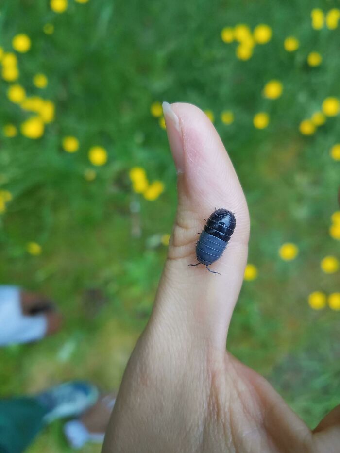 We Found A Pill Bug That Looks Like An Actual Pill Capsule