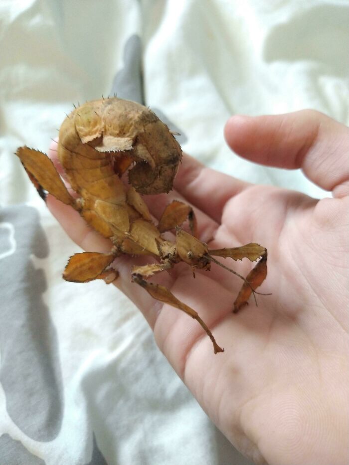 Unusual bug resembling dried leaf with curled tail resting on an open human hand showcasing spectacular insect details.