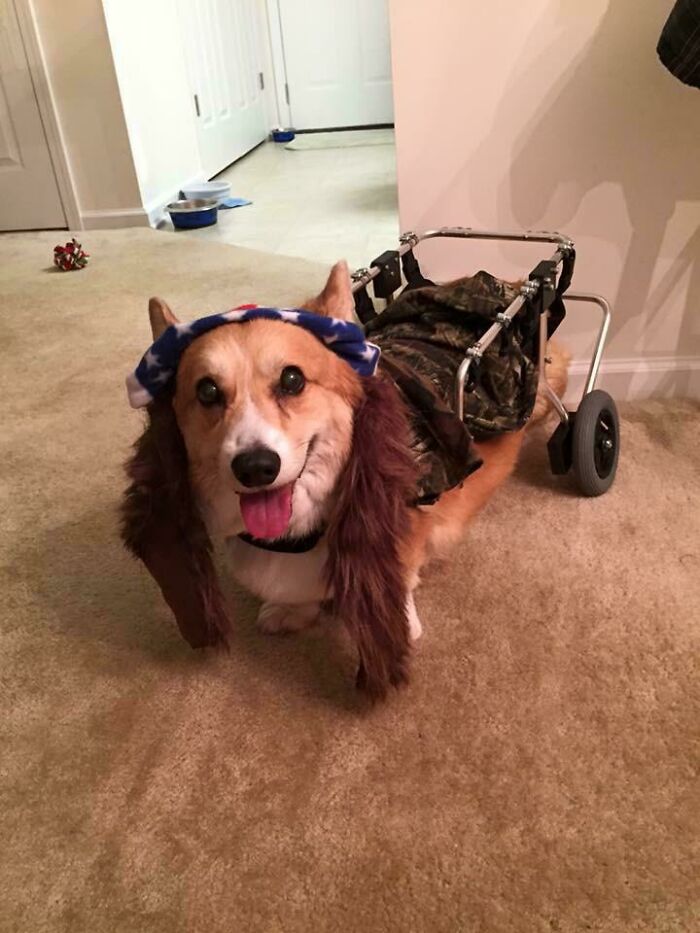 Blitzen Is No Longer With Us, But We Had A Lot Of Fun In His Life. He Was Lieutenant Dan For Halloween In His Wheelchair