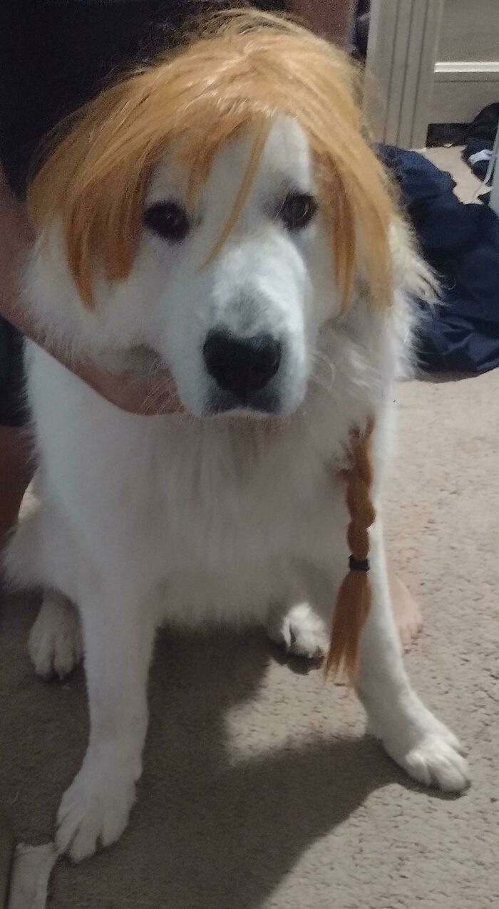 My Puppy's Halloween Costume