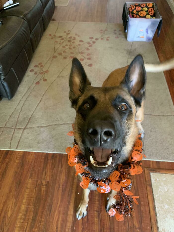 He’s Getting In The Halloween Spirit