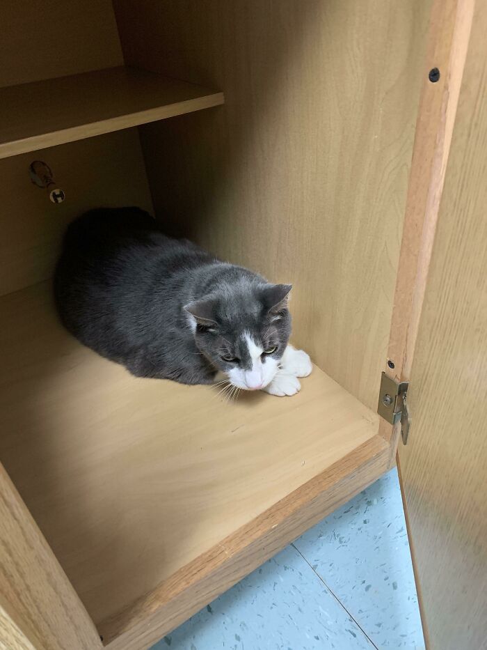 My Vet Has An Empty Cabinet In The Exam Rooms Specifically For Cats To Hide In When They’re Not Being Examined