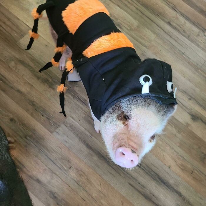 Gaston The Piggy As Spider Pig