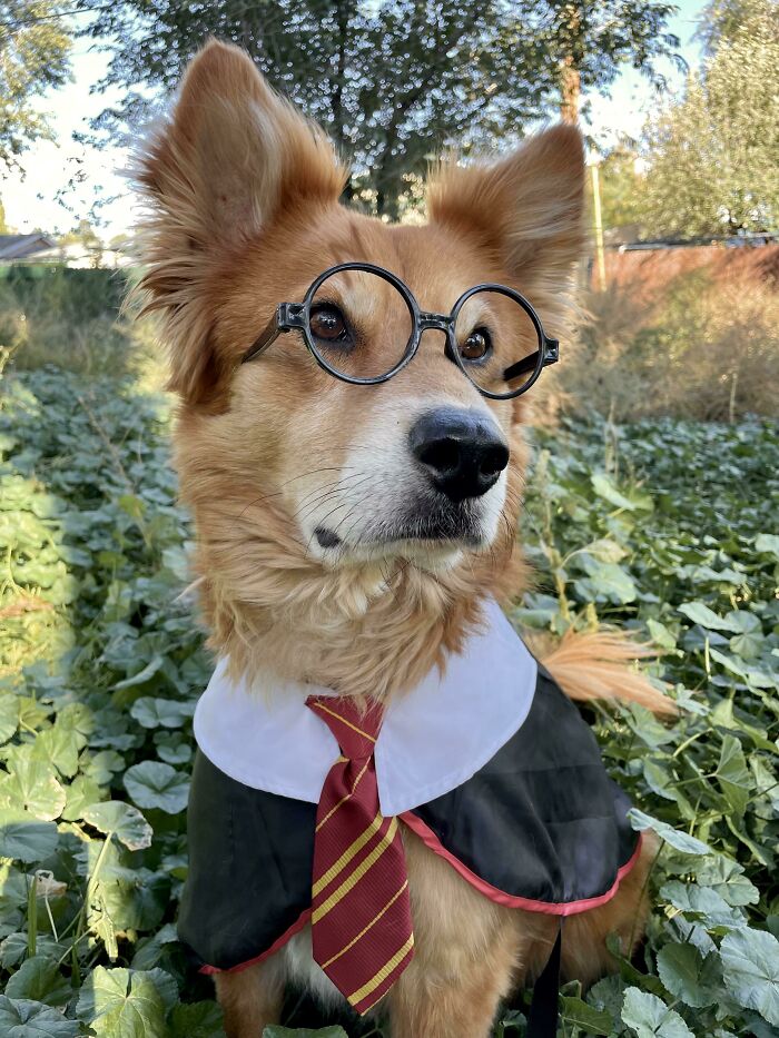 The Goodest Gryffindor