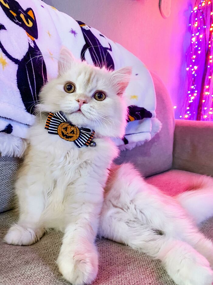 My Boy Is Halloween Ready