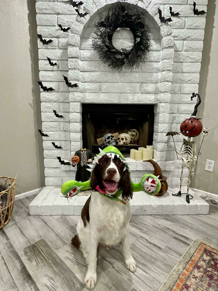 This Little Monster Is Ready For Halloween