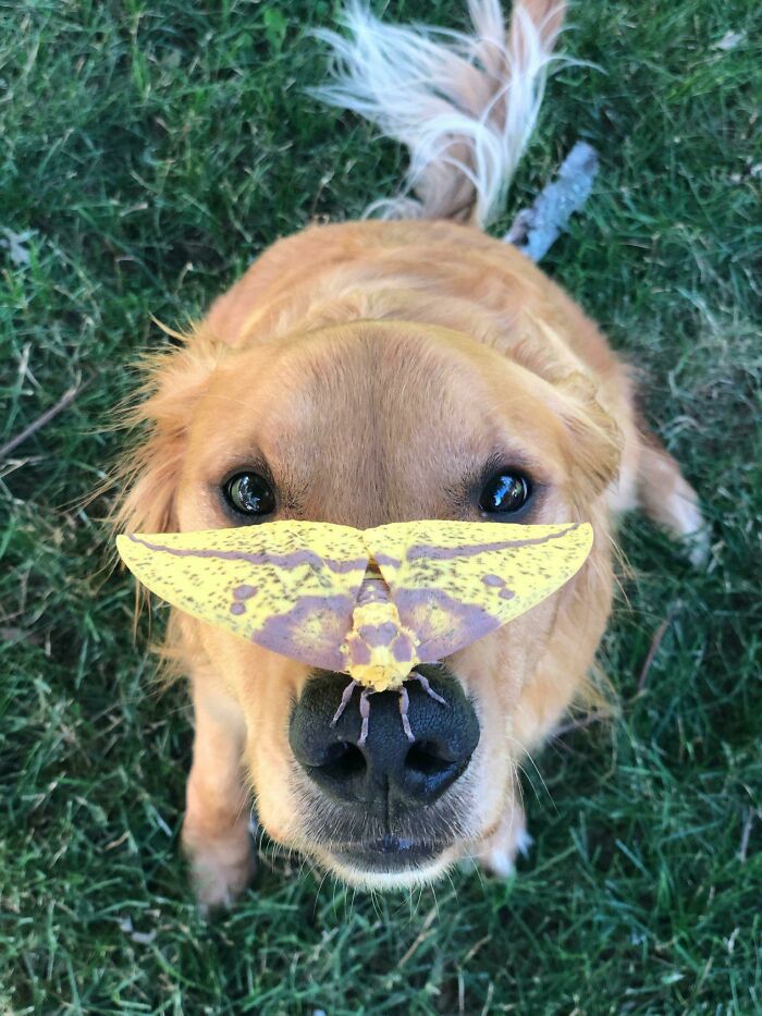 Golden retriever with a large yellow and purple moth resting on its nose, showcasing bugs truly spectacular detail on grass background.