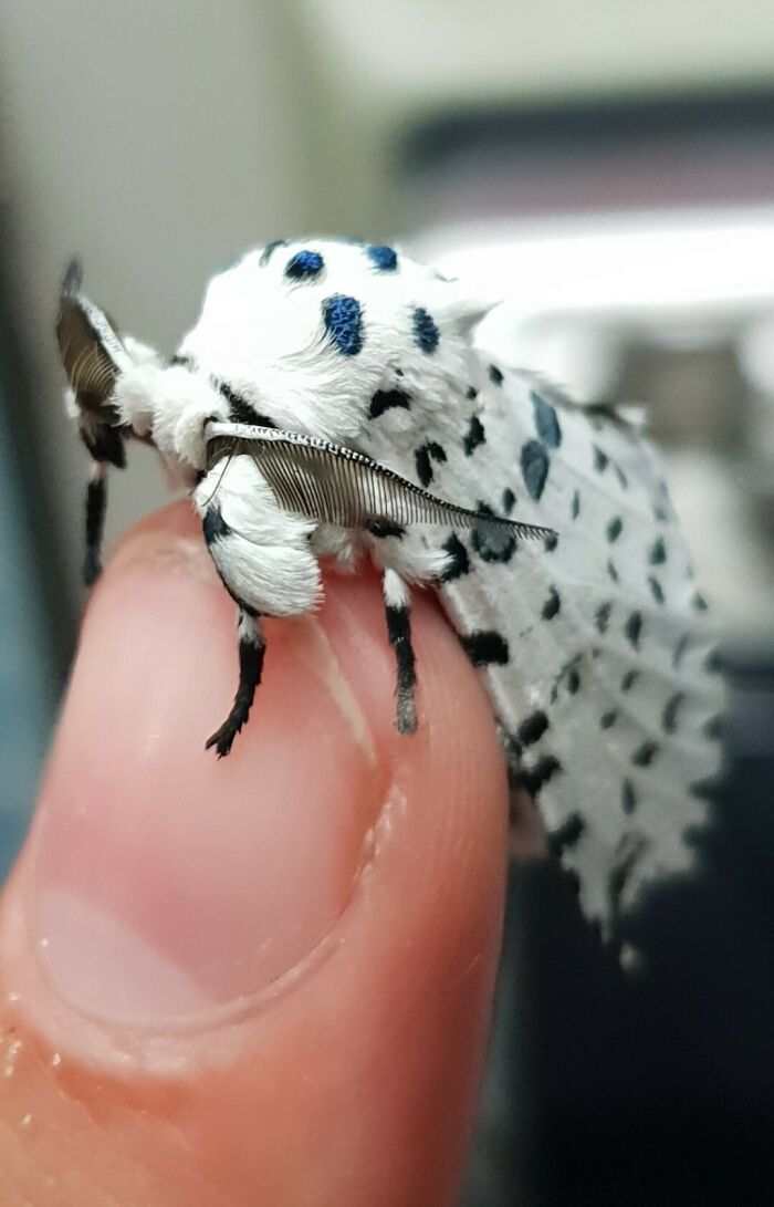 Close-up of a spectacular white and black spotted moth resting on a human finger showing intricate wing and antenna details.