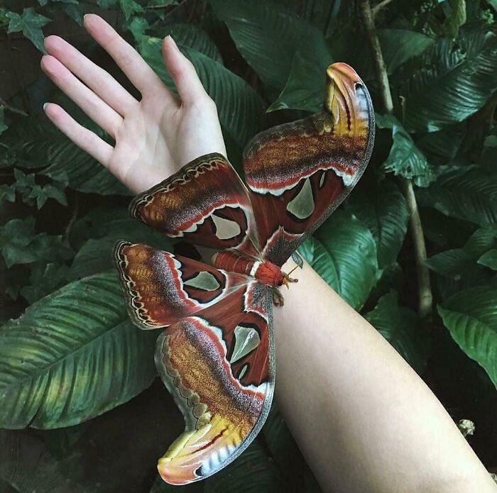 Large colorful moth resting on a person's arm surrounded by lush green leaves showcasing spectacular bugs in nature.