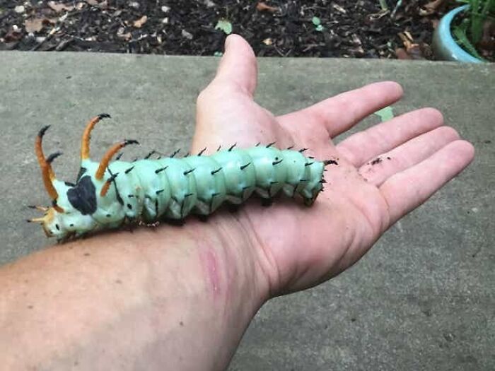 Large green caterpillar with orange horns resting on a person’s hand showcasing spectacular bugs close-up.