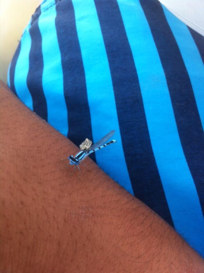 Close-up of a blue and black striped bug resting on a person's arm showcasing the beauty of bugs.